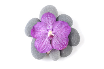 Macro of pink orchid and stone frame