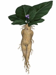 Toon root tuber