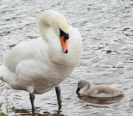 Obraz premium female swan and cygnet (cygnus olor)