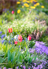 beautyful red tulips in the springtime garden