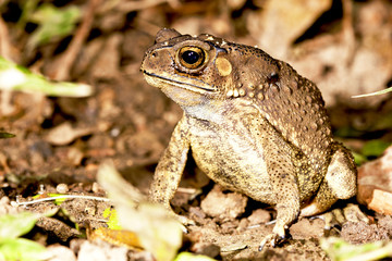 Duttaphrynus melanostictus