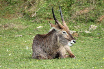 Cobo de Agua. Kobus ellipsiprymnus.