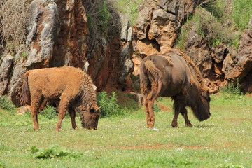 Bisontes Europeos. Bison bonasus.