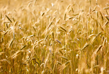 Wheat field