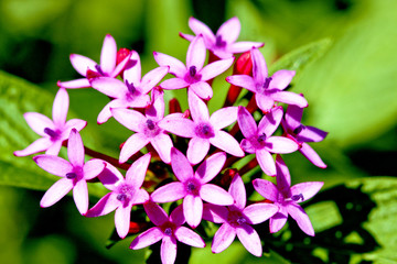 Fototapeta premium flora