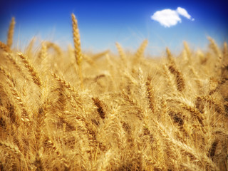 Wheat field against a blue sky