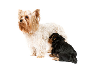 Yorkshire Terriers