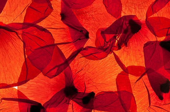 Rote Mohnblumenblätter