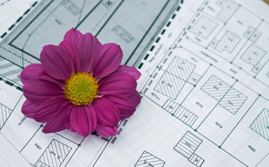 Bauplan mit Blume lila II