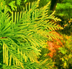 Golden arborvitae (Yellow Ribbon)