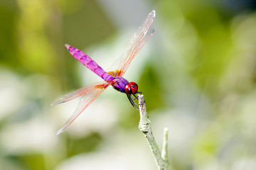 dragonfly