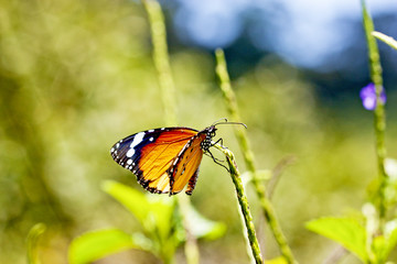 butterfly