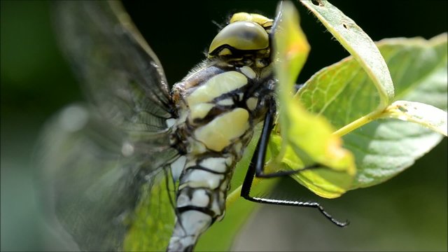 Libelle