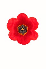 The red tulip blossom on a white background