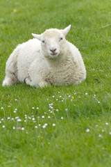 Fototapeta premium Irish sheep