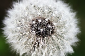 The ripe dandelion close up