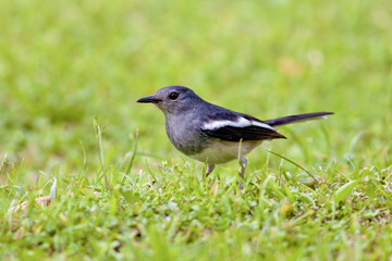 Oriental Magpie Robin a bird