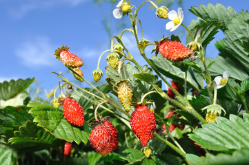 wild strawberry
