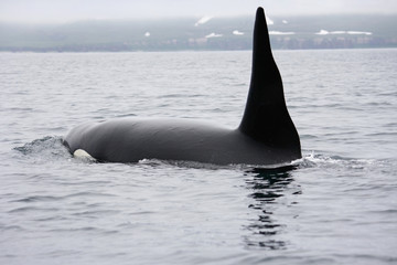 Fototapeta premium male orca