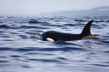 Naklejka premium transient orca