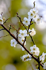 plum blossoms