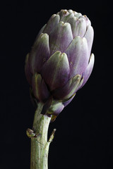 artichoke classic still life