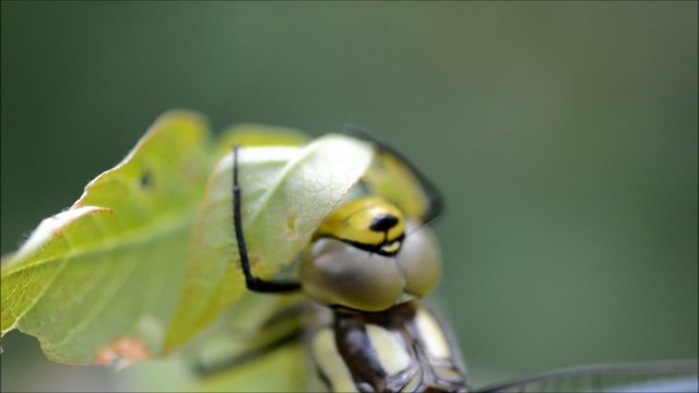 Libelle