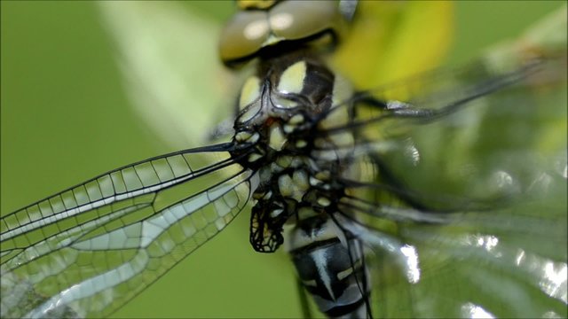 Libelle