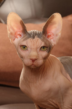 60 Best Chat Nu Images Stock Photos Vectors Adobe Stock