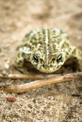 frog