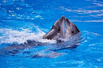 Fototapete Rund Delfin © oBatchenko