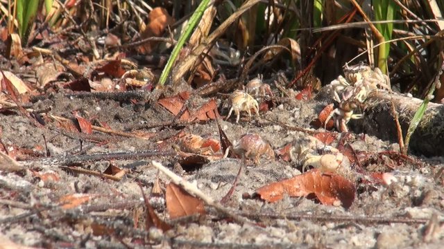 Fiddler crabs