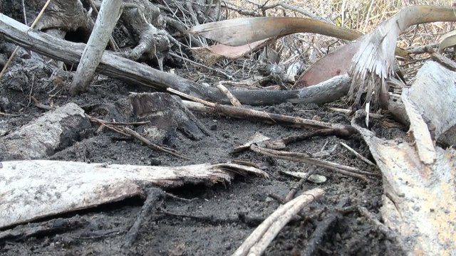 Time Lapse fiddler crabs