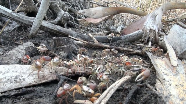 Fiddler crabs