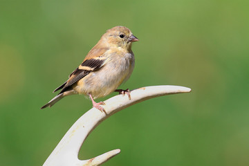 American Goldfinch (Carduelis tristis)