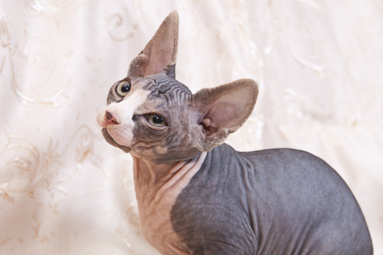 Cat Of Breed The Don Sphynx