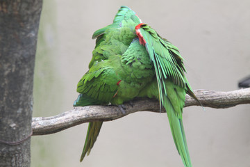Birds in Foz do Iguacu