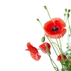 Red Poppy
