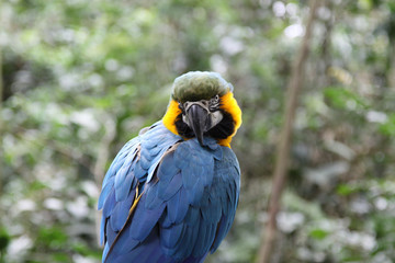 Bird in Foz do Iguacu