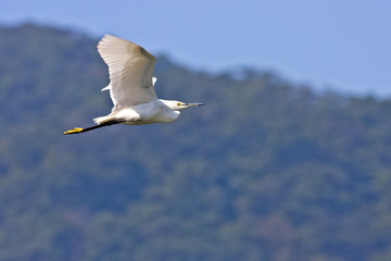 Little Egret a bird in flight