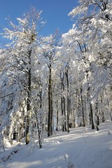 Winter forest