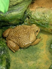 Cane toad (Bufo marinus)