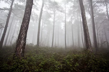 Wandcirkels aluminium mystrious foggy forest in winter © Tommaso Lizzul