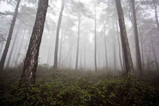 Fototapeta mystrious foggy forest in winter