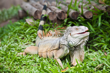 Iguana