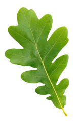 Oak green leaf isolated on white background