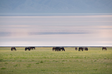赛里木湖的晨曦