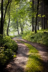  lovely forest path in early morning sunshine © lightpoet