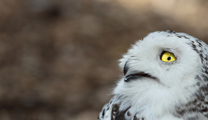 Fototapeta premium Snowy owl (Bubo scandiacus) smiling/laughing.