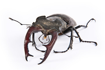 Hirschkäfer (lat. Lucanus Cervus) von vorne